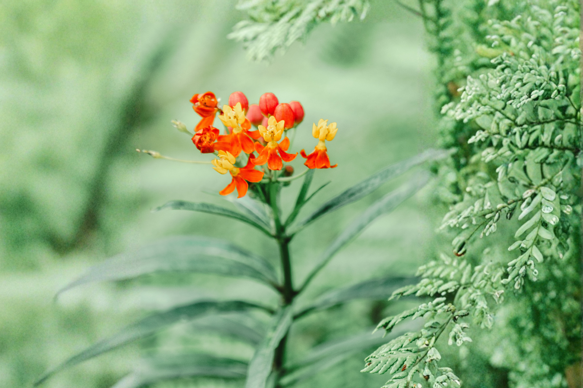 Native Milkweed Starter Plant – Asclepias tuberosa – Bright Orange Flowers, Monarch Butterfly Host, Pollinator Attractant