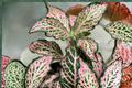 Pink Fittonia Nerve Plant Live Houseplant, Tropical Foliage, Pink Veined, Fittonia albivenis, Indoor Container Plant