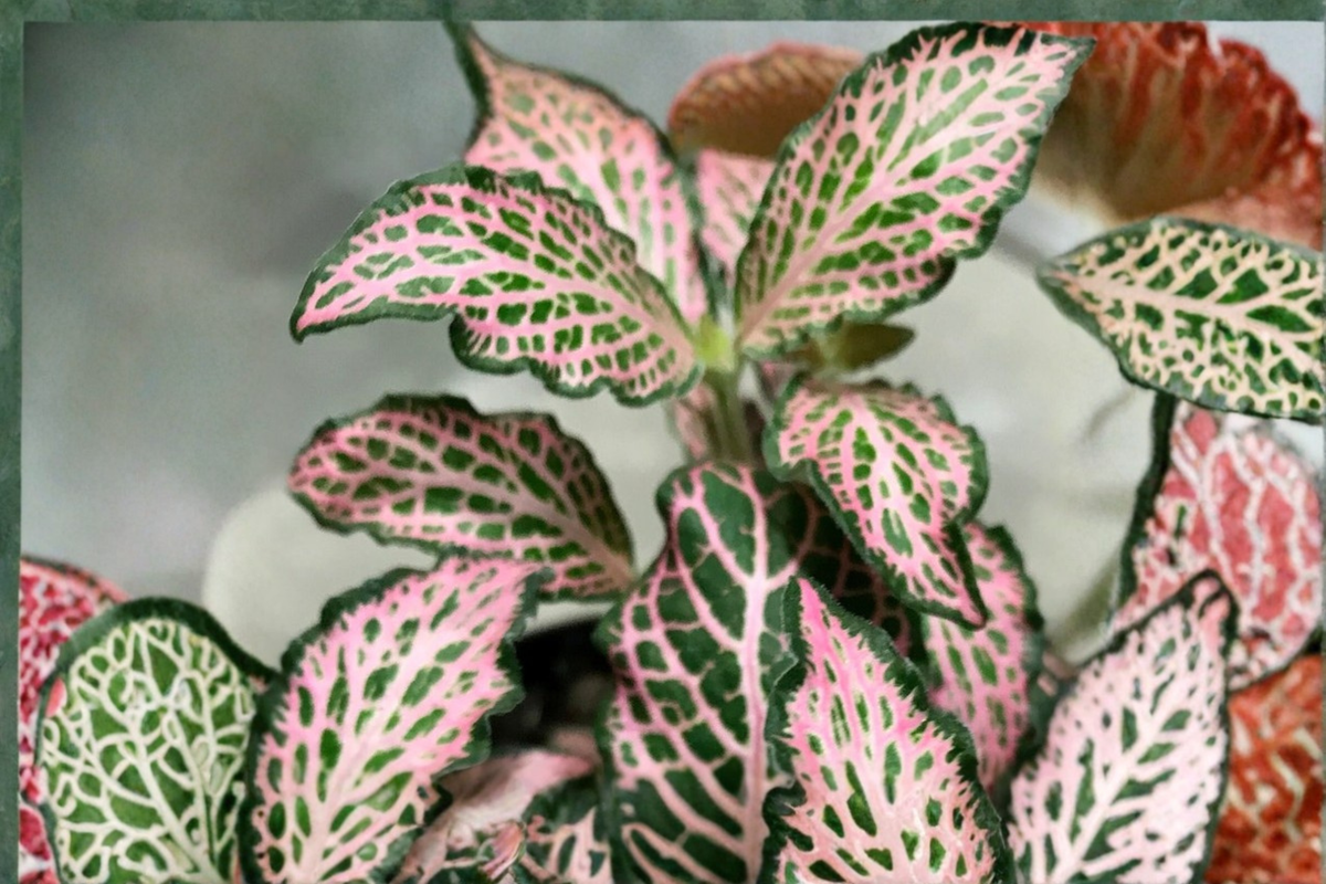 Pink Fittonia Nerve Plant Live Houseplant, Tropical Foliage, Pink Veined, Fittonia albivenis, Indoor Container Plant