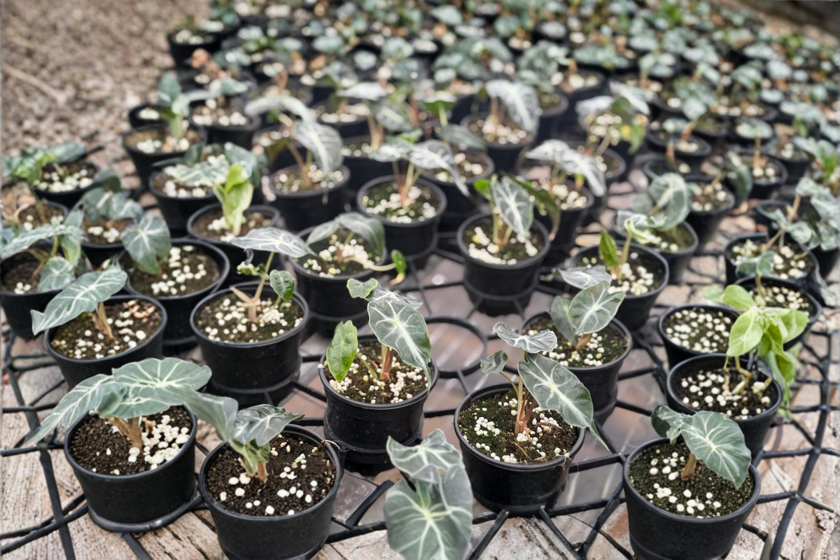 Alocasia Venom Live Plant, 4 Inch Pot, Rare Tropical Elephant Ear Houseplant, Indoor Jungle Decor, Tropical Foliage