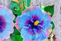 Dark Purple Giant Hibiscus Seeds – Tropical Flowering Plant for Indoor & Outdoor Gardens, Hibiscus spp.