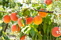 June Gold Peach Tree Live Plant – 4-6 Ft Deciduous Fruit Tree with Yellow Peaches, Prunus persica for Garden & Backyard Orchard