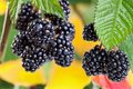 Arapaho Thornless Blackberry Plant – 1 Gallon Live Fruit Shrub for Garden, Blackberries, Rubus fruticosus Hybrid