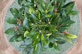 Goldflimmer Variegated Rhododendron Live Plant – Evergreen Shrub with Pink Blooms & Yellow-Green Foliage, 2 Gallon Pot