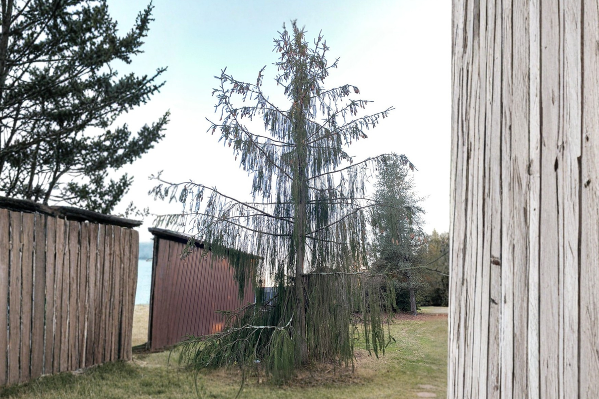 Norway Spruce ‘Virgata’ Live Plant – 18 Inch Evergreen Conifer in 1 Gallon Pot, Picea abies Unique Architectural Foliage