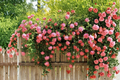 Dark Pink Climbing Rose Seeds – Rosa spp. Climbing Flowering Vine for Outdoor Garden, Trellis & Fence