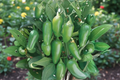 Jalapeño Hybrid Pepper Live Plant | Rooted Vegetable Starter | Hot Pepper, Green to Red | Capsicum annuum