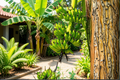 Double Mahoi Dwarf Banana Live Starter Plug – Musa sp. Tropical Compact Plant for Containers & Gardens
