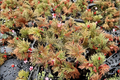 Begonia Bipinnatifida Live Plant, Fern Begonia, Tropical Indoor Houseplant, 2-Inch Pot, Rare Collector Plant