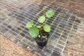 Variegated Pilea Peperomioides Live Plant, Mojito Chinese Money Plant, 2 Inch Starter, Green & Cream Variegation