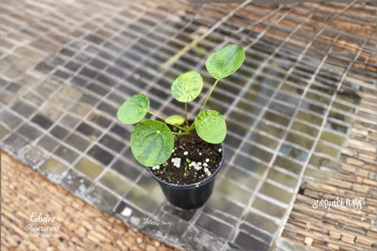 Variegated Pilea Peperomioides Live Plant, Mojito Chinese Money Plant, 2 Inch Starter, Green & Cream Variegation