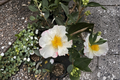 Northern Lights Camellia Live Plant 1-Gallon Pot Fall Blooming Evergreen Shrub Camellia sasanqua