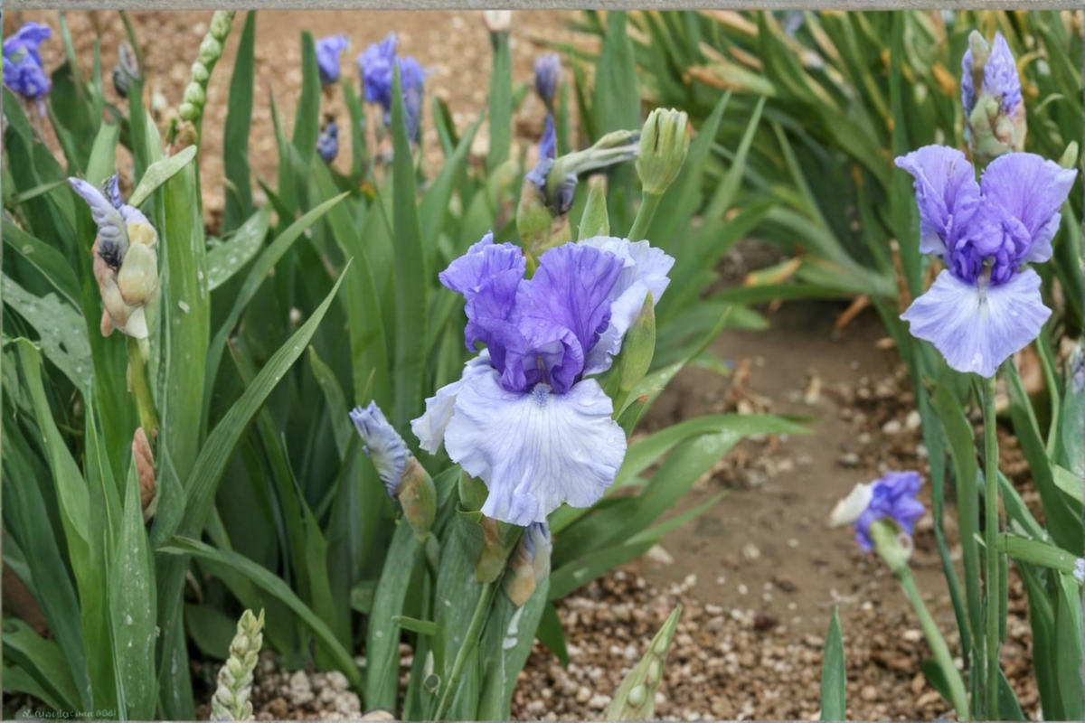 Bearded Iris ‘Crowned Heads’ Rhizomes 3 Pack – #1 Grade Iris Bulbs for Spring Garden Flowering Perennials