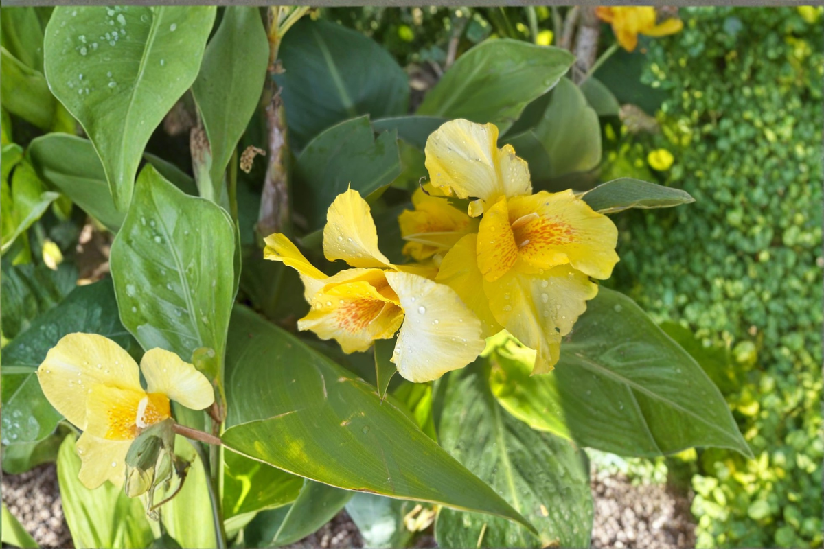 Richard Wallace Canna Lily Bare Roots 3 Pack - Yellow Tropical Flower Bulbs for Garden Beds & Containers