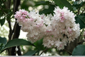 Beauty of Moscow Lilac Live Plant – 4 Inch Pot Syringa vulgaris Fragrant Pink White Flower Shrub