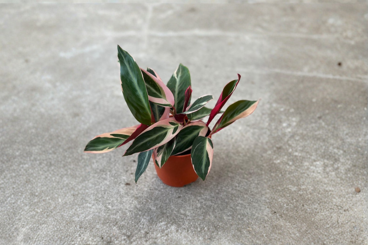 Stromanthe Triostar Live Plant - Variegated Tropical Houseplant in 2", 4", or 6" Pot - Indoor Decorative Foliage
