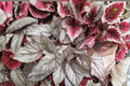 Begonia T-Rex Red Robin Live Plants | 1 Qt Pot | Colorful Foliage | Ornamental Begonia Scientific Name