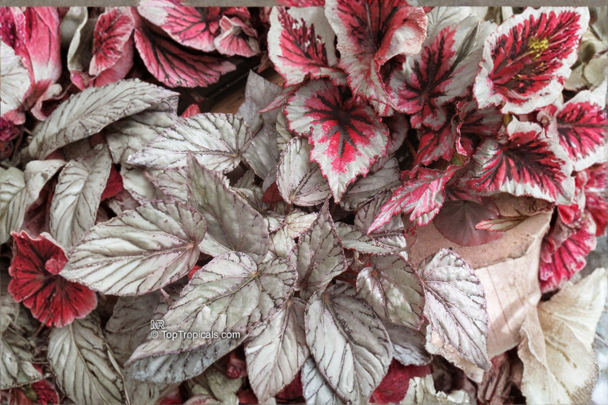 Begonia T-Rex Red Robin Live Plants | 1 Qt Pot | Colorful Foliage | Ornamental Begonia Scientific Name