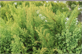 Crippsii Golden Hinoki Cypress Live Plant – 2.5 QT Grow Bag – Evergreen Conifer with Golden Foliage – Chamaecyparis obtusa 'Crippsii'