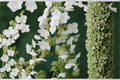 Hydrangea paniculata Tardiva Live Plants – 1 Qt Rooted Shrubs with White Flowers for Garden, Borders, Landscape