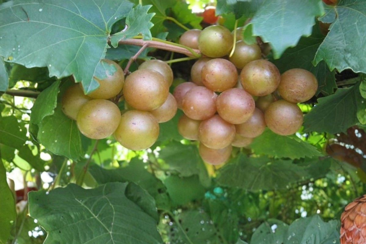 Live Bronze Muscadine Grape Vine Plant 2 Gal – Vitis rotundifolia ‘Pam’ Climbing Fruit Vine for Garden, Trellis, Fence