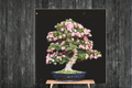 Japanese Cherry Blossom Sakura Seeds – Ornamental Flowering Tree for Bonsai & Garden, Pink Flowers, Prunus sp.