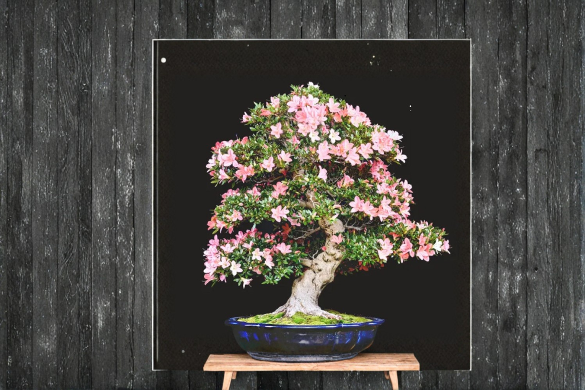 Japanese Cherry Blossom Sakura Seeds – Ornamental Flowering Tree for Bonsai & Garden, Pink Flowers, Prunus sp.