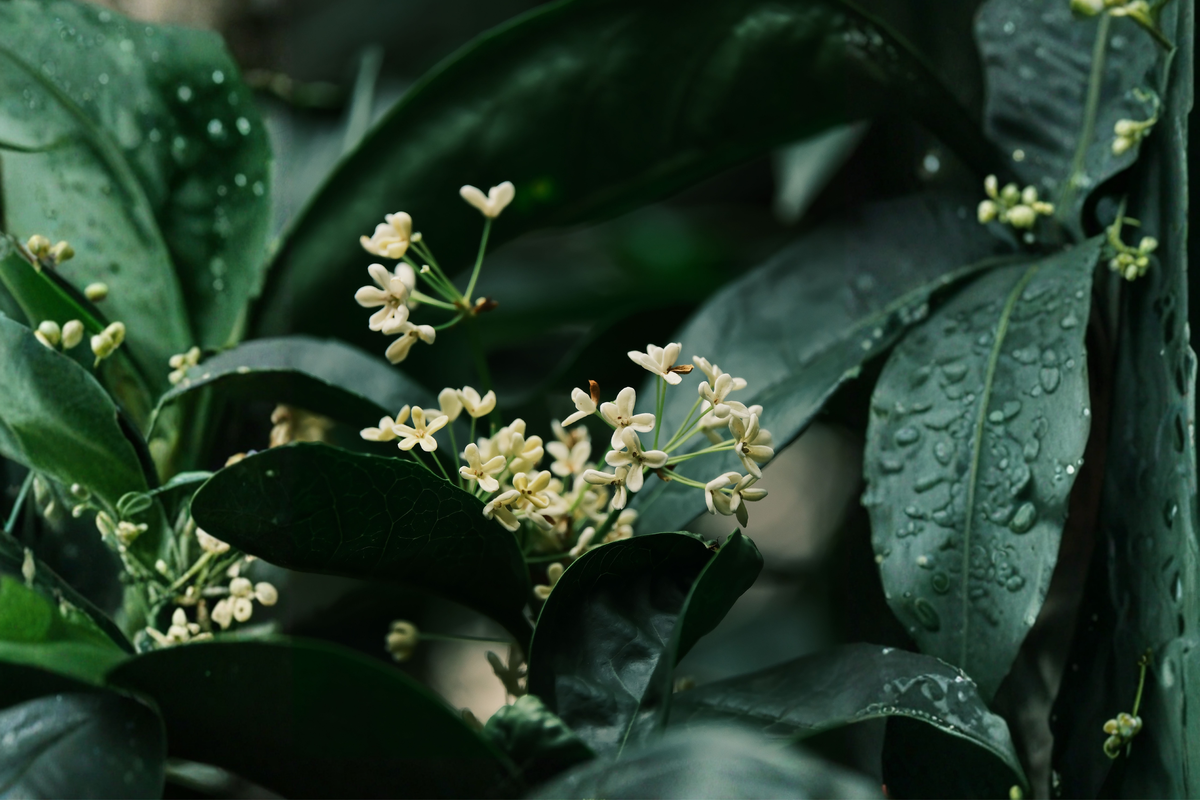 Fragrant Tea Olive Live Plant in 4-Inch Pot – Osmanthus fragrans Evergreen Shrub for Hedges & Containers