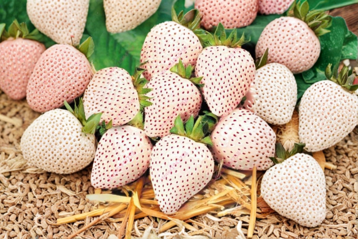 Carolina Pineberry White Strawberry Seeds – Rare Fruit Plant for Container & Garden Growing, Fragaria × ananassa