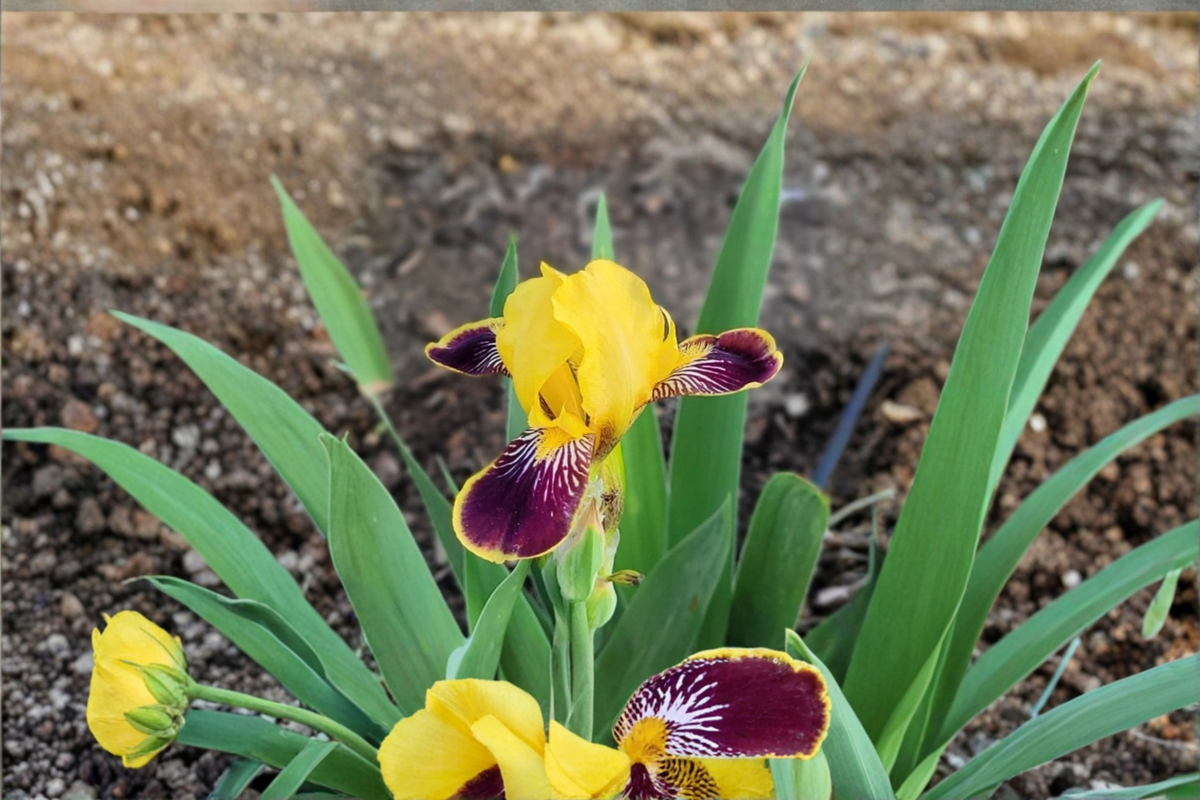 Dwarf Bearded Iris ‘Bumblebee Deelite’ Rhizomes 3 Pack – Yellow Purple Iris Bulbs for Spring Garden