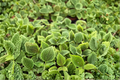 Pilea Mollis ‘Moon Valley’ Live Houseplant, 2-Inch Tropical Foliage Plant for Indoor Decor & Terrariums