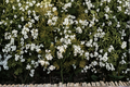 Sweet Woodruff Live Starter Plant in 3-Inch Pot, Shade Perennial Ground Cover, Galium odoratum, Woodland Garden Plant