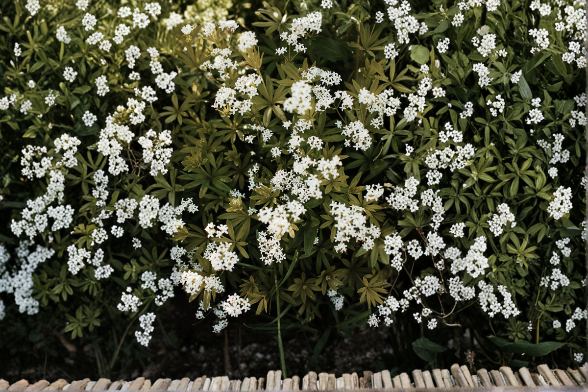Sweet Woodruff Live Starter Plant in 3-Inch Pot, Shade Perennial Ground Cover, Galium odoratum, Woodland Garden Plant