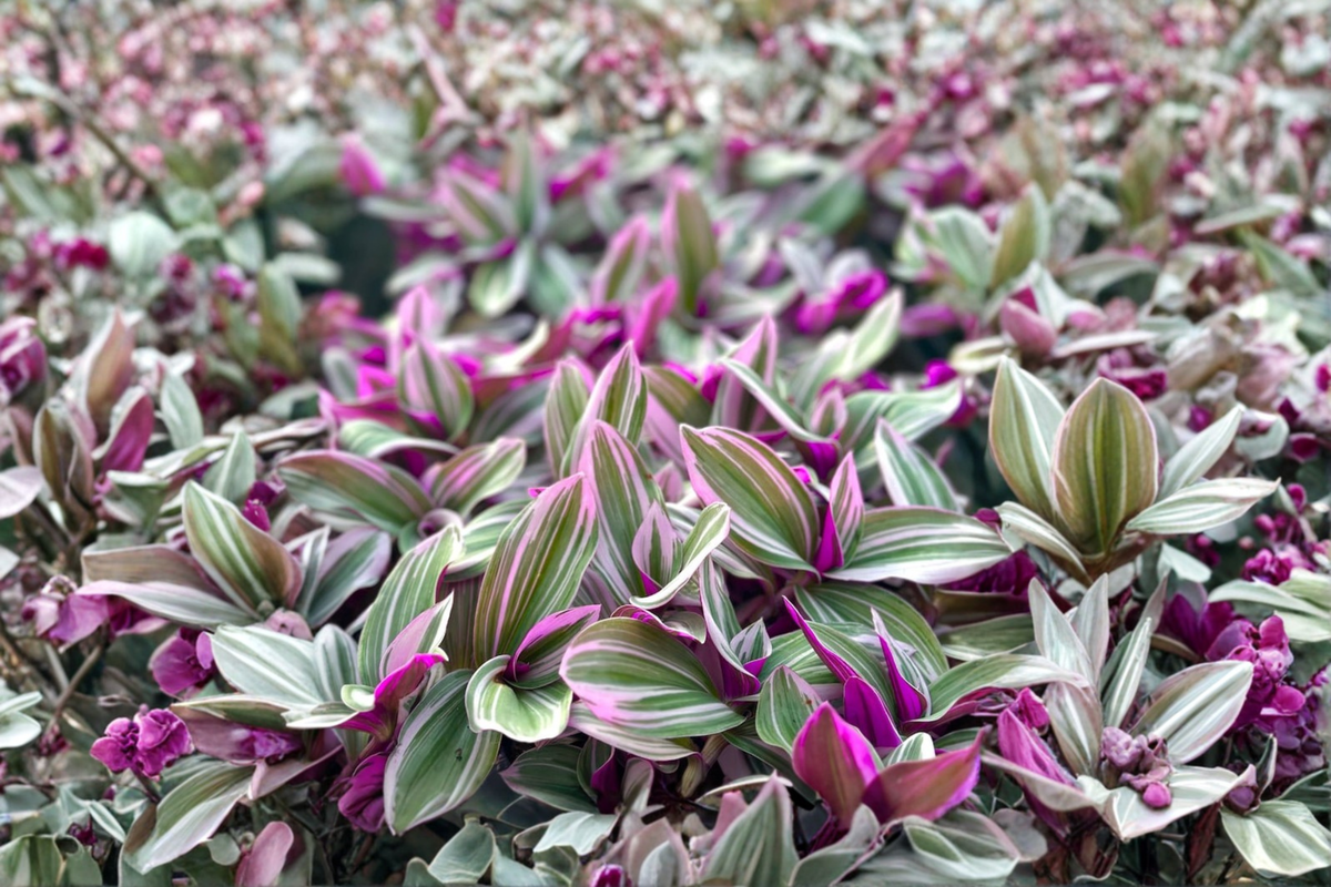 Tradescantia Nanouk Live Plant 3-Inch Pot Pink Variegated Indoor Trailing Houseplant Rare Spreading Foliage