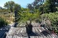 Twin Pindo Palm Live Plant - Double Butia odorata Tropical Palm for Patio, Poolside, Landscape