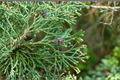 Atlantic White Cedar ‘Little Jamie’ Live Plant – Dwarf Native Conifer in 1 Gallon Pot, Blue-Green Foliage, Compact Evergreen Tree