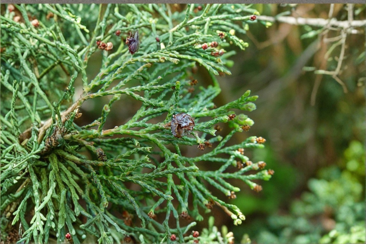 Atlantic White Cedar ‘Little Jamie’ Live Plant – Dwarf Native Conifer in 1 Gallon Pot, Blue-Green Foliage, Compact Evergreen Tree