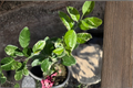 Variegated Pink Lemon Tree Live Citrus Plant Starter Cutting, Decorative Citrus, Citrus limon, Container Garden