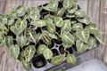 Alocasia Black Velvet Live Plant, Rooted Tropical Houseplant in 2-Inch Pot, Dark Elephant Ear, Indoor Foliage, Rare Plant Collection