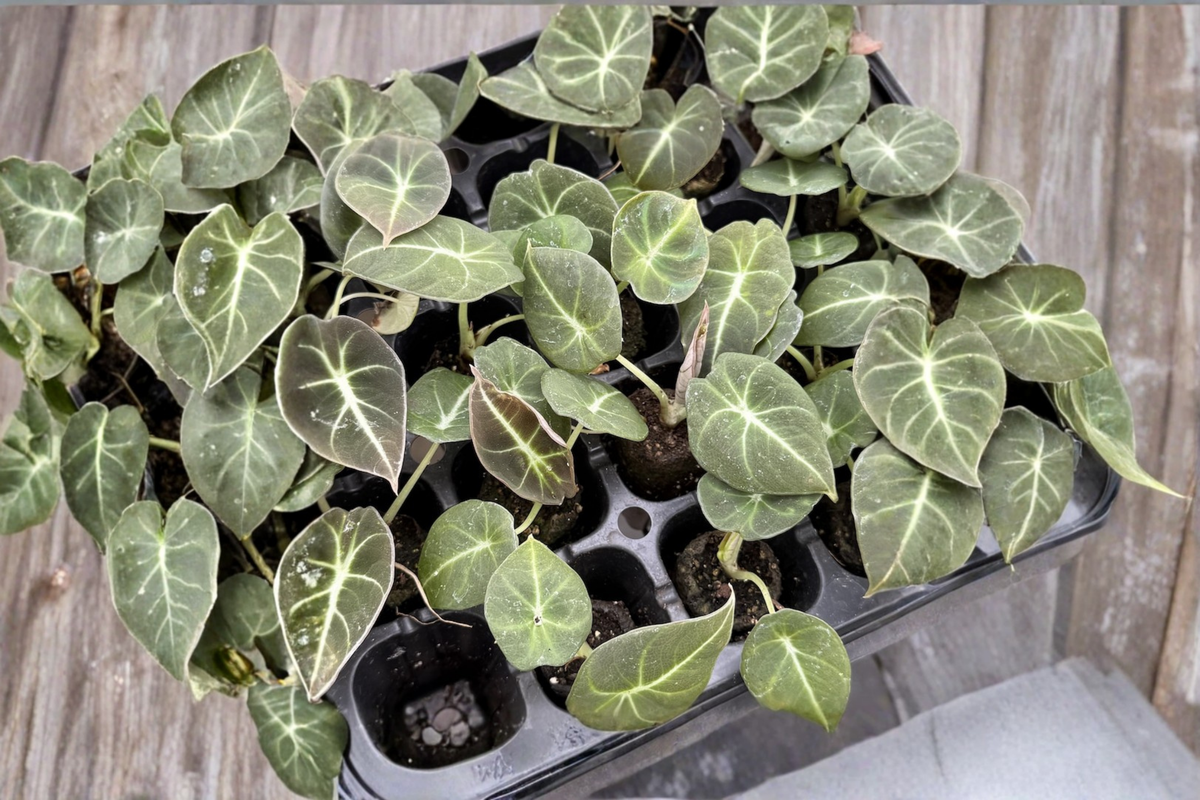 Alocasia Black Velvet Live Plant, Rooted Tropical Houseplant in 2-Inch Pot, Dark Elephant Ear, Indoor Foliage, Rare Plant Collection