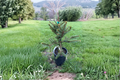 Norway Spruce ‘Hereny’ Live Plant – 1 Gallon Pot, Compact Evergreen Tree, Picea abies, 10 Inches Tall, Garden Landscape, Ornamental Tree
