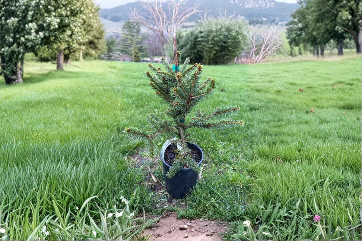 Norway Spruce ‘Hereny’ Live Plant – 1 Gallon Pot, Compact Evergreen Tree, Picea abies, 10 Inches Tall, Garden Landscape, Ornamental Tree