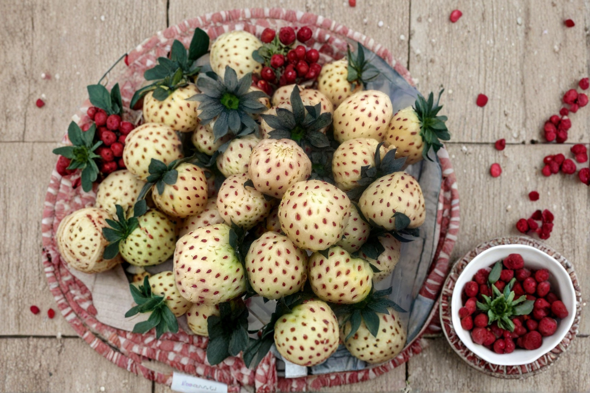 White Pineberry Strawberry Plants – 20 Bare Root Fragaria Pineberry Live Plants for Garden, Container, or Raised Bed