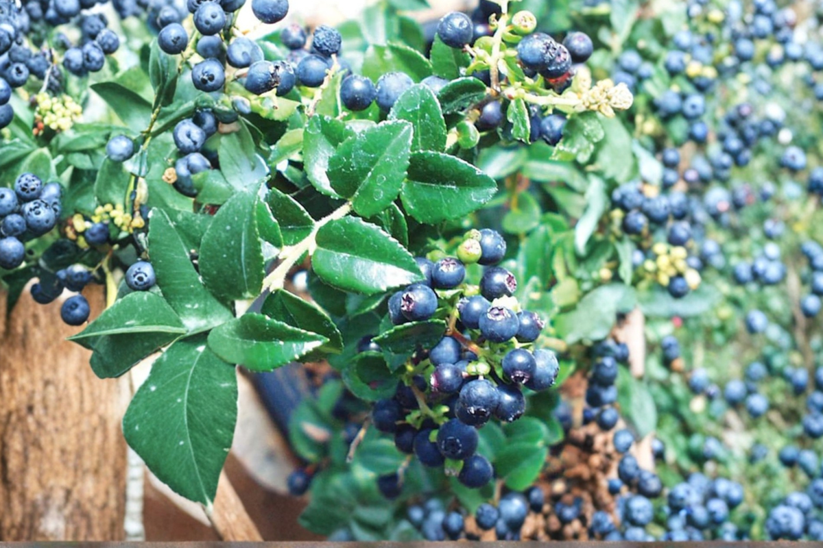 Evergreen Huckleberry Live Plant | Vaccinium ovatum | Native Berry Shrub for Shade Gardens & Edible Landscapes