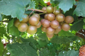 Live Scuppernong Muscadine Grape Vine Plant 3 Gal – Bronze Fruit Climbing Vine for Home Garden & Outdoor Trellises