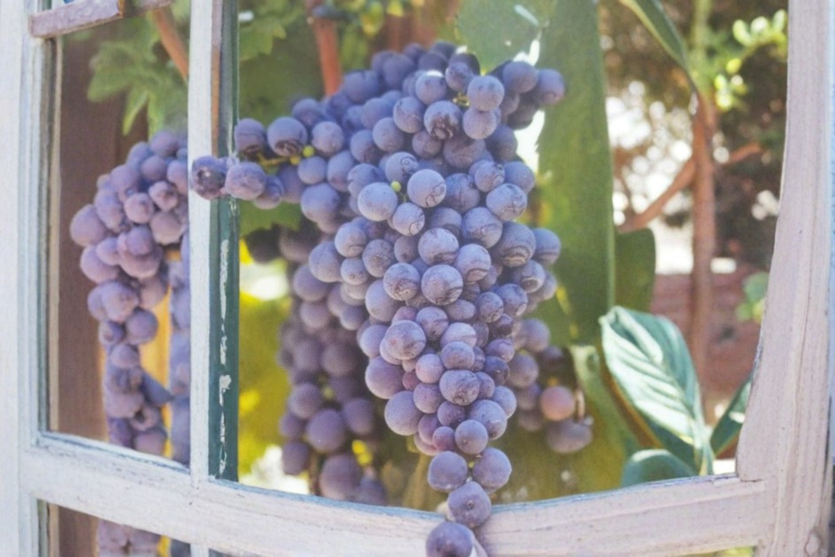 Fredonia Grape Vine Live Plant 2 Gallon, Vitis labrusca, Blue-Black Fruit, Climbing Vine for Garden and Vineyard