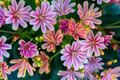 Lewisia Rainbow Mix Live Starter Plant – Hardy Succulent in 2.5 Inch Pot, Colorful Blooms, Drought Tolerant, Alpine & Rock Garden Plant