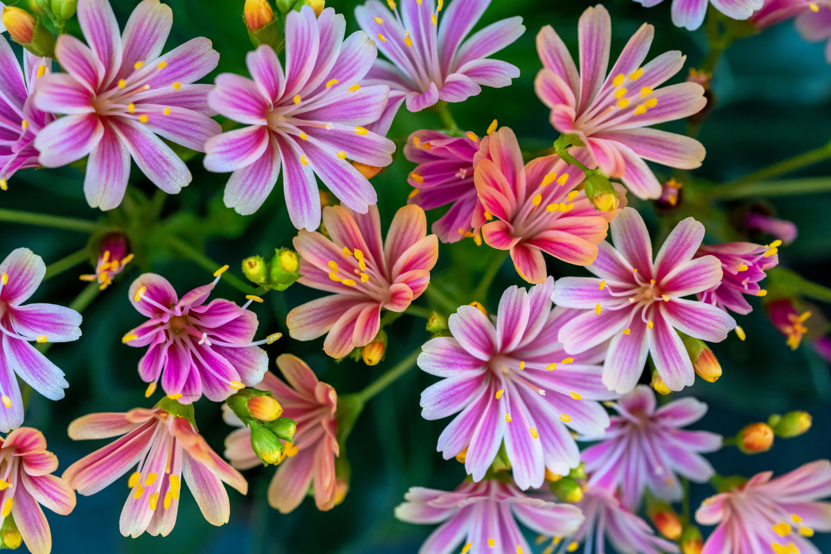 Lewisia Rainbow Mix Live Starter Plant – Hardy Succulent in 2.5 Inch Pot, Colorful Blooms, Drought Tolerant, Alpine & Rock Garden Plant