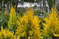 Forever Goldy Arborvitae Live Plant 4-Inch Pot Golden Foliage Thuja Plicata ‘4EVER’ Evergreen Privacy Hedge Shrub