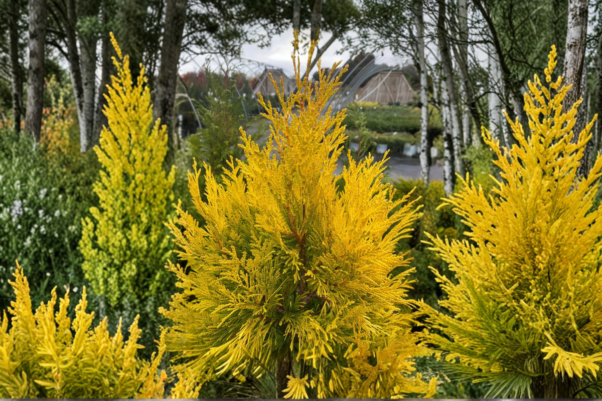 Forever Goldy Arborvitae Live Plant 4-Inch Pot Golden Foliage Thuja Plicata ‘4EVER’ Evergreen Privacy Hedge Shrub